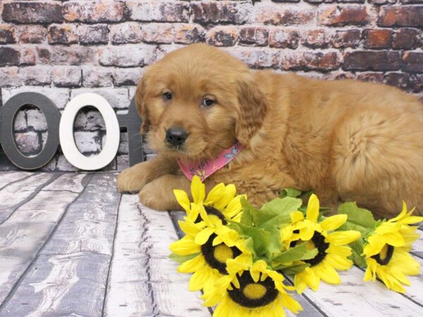 Golden Retriever DOG Female Red 16071 Petland Wichita, Kansas