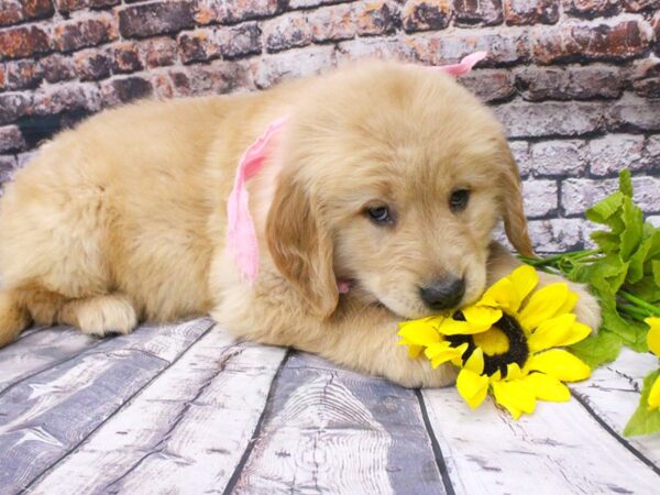 Golden Retriever DOG Female Gold 16070 Petland Wichita, Kansas