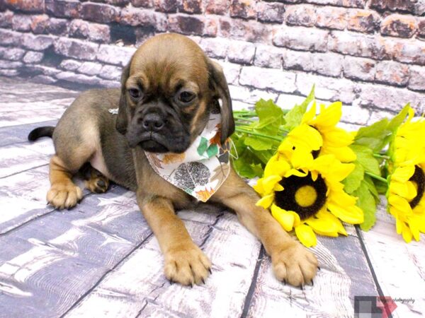 Cocker Pug-DOG-Male-Dark Fawn-16068-Petland Wichita, Kansas