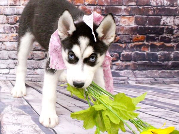 Siberian Husky DOG Female Black & White w/Blue Eyes 16067 Petland Wichita, Kansas