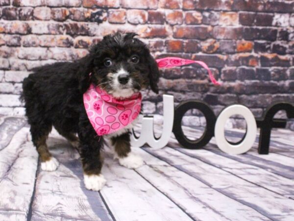 Mini Bernedoodle DOG Female Black Tri 16064 Petland Wichita, Kansas