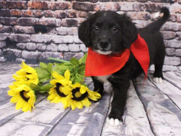 Mini Bernedoodle DOG Male Black & White 16063 Petland Wichita, Kansas