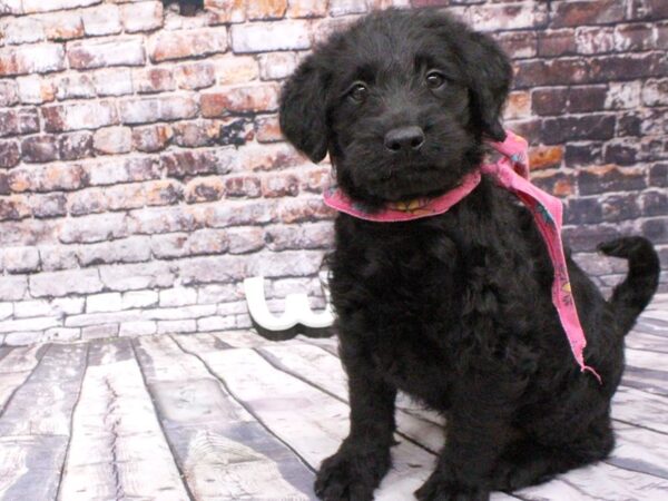 Labradoodle DOG Female Black 16062 Petland Wichita, Kansas