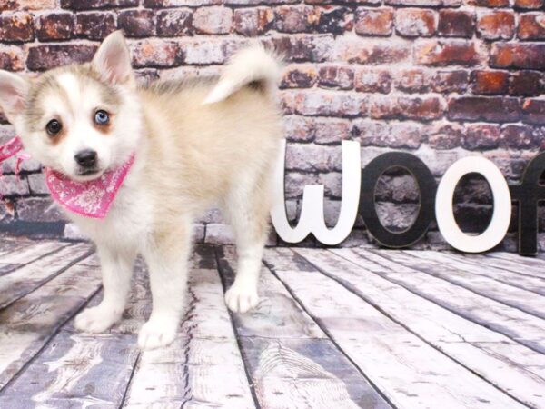 Pomsky-DOG-Female-Red & White w/One Blue Eye-16060-Petland Wichita, Kansas