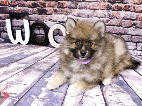 Pomsky DOG Female Dark Grey w/Blue Eyes 16059 Petland Wichita, Kansas