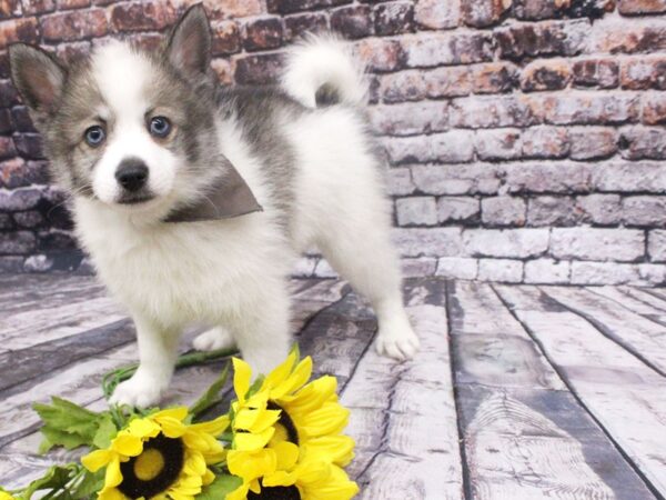 Pomsky DOG Male Grey Parti w/Blue Eyes 16057 Petland Wichita, Kansas