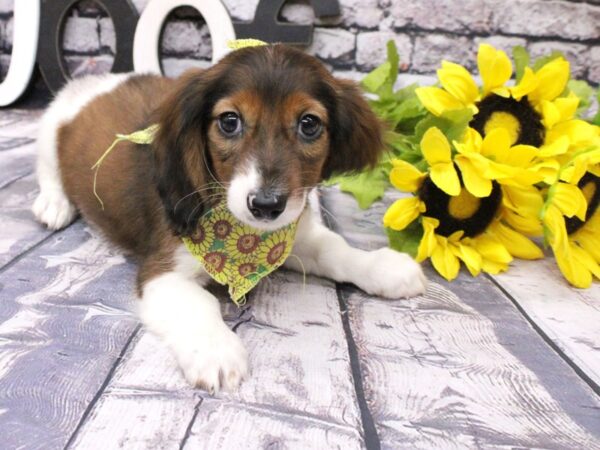 Miniature Dachshund DOG Male Long Hair - Red Pibald 16055 Petland Wichita, Kansas