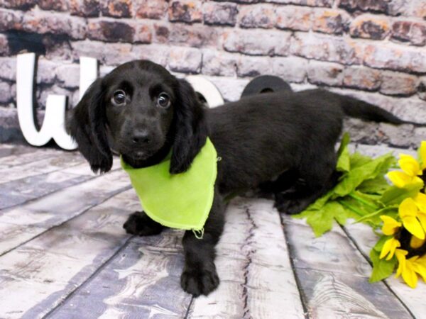 Miniature Dachshund DOG Male Long Hair - Black 16054 Petland Wichita, Kansas