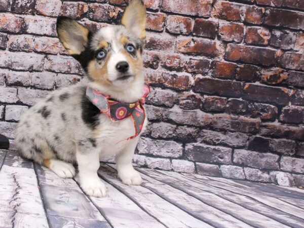 Pembroke Welsh Corgi DOG Female Blue Merle 16052 Petland Wichita, Kansas