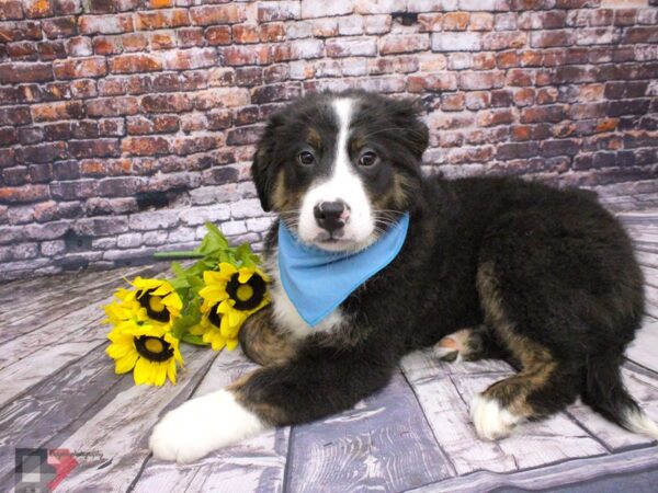 Bernaussie DOG Male Black Tri 16047 Petland Wichita, Kansas