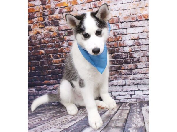 Siberian Husky DOG Male Grey & White with brown eyes 16044 Petland Wichita, Kansas