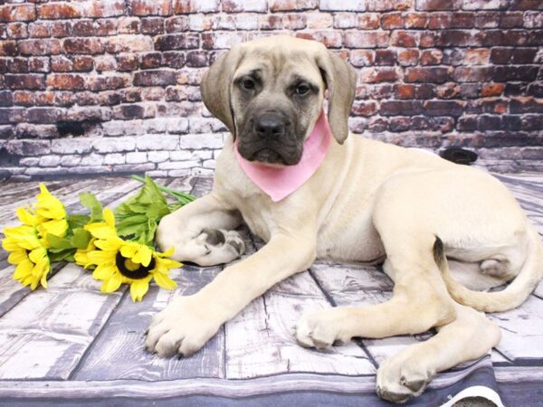 English Mastiff DOG Female Fawn 16042 Petland Wichita, Kansas