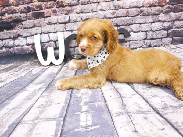 Cocker Spaniel-DOG-Male-Red & White-16053-Petland Wichita, Kansas