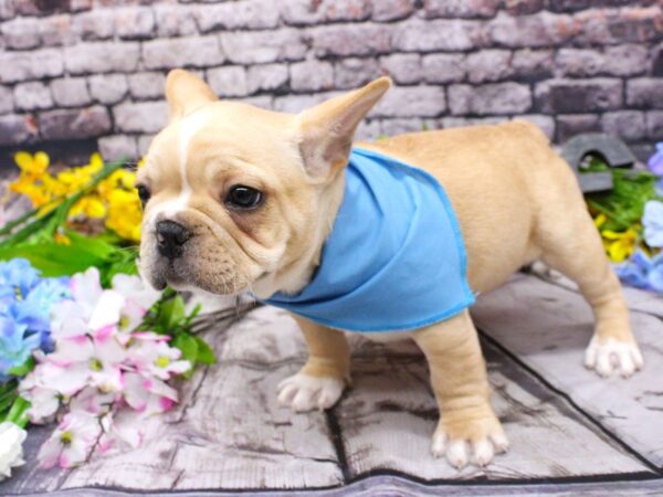 French Bulldog DOG Male Cream & White 16113 Petland Wichita, Kansas