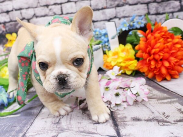 French Bulldog DOG Male Cream & White 16112 Petland Wichita, Kansas