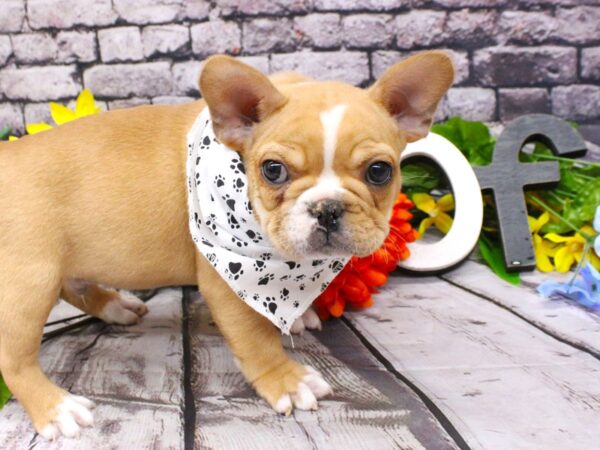 French Bulldog DOG Male Red Fawn & White 16111 Petland Wichita, Kansas