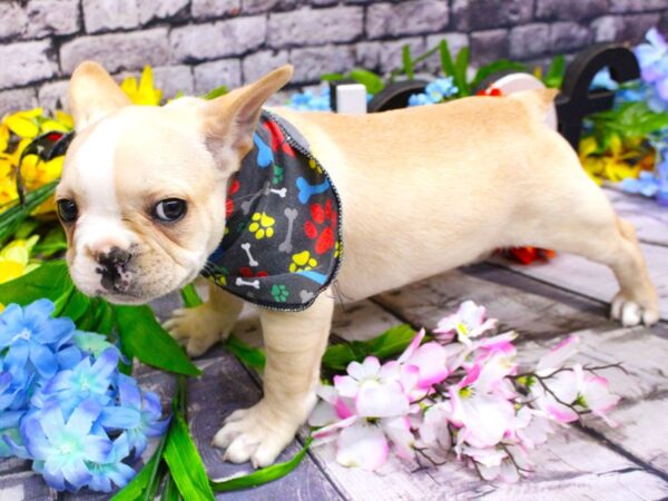 French Bulldog DOG Male Cream & White 16110 Petland Wichita, Kansas