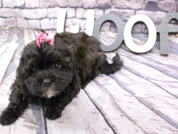 Toy ShihPoo DOG Female Black 16109 Petland Wichita, Kansas