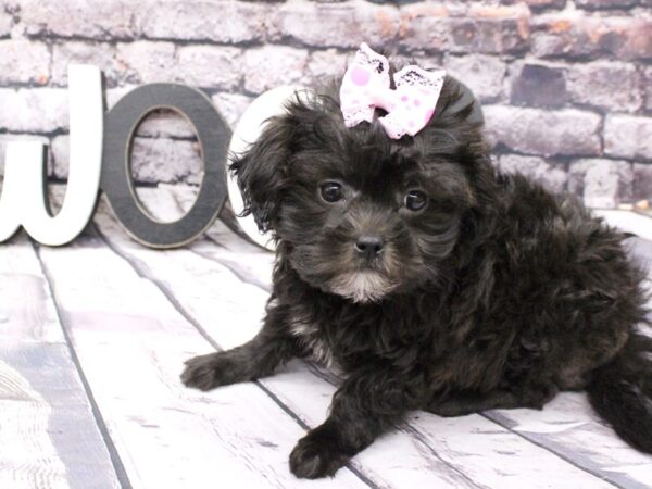 Toy ShihPoo DOG Female Black 16108 Petland Wichita, Kansas