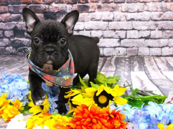 Frenchton DOG Male Black & White 16107 Petland Wichita, Kansas