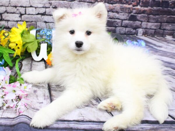 Samoyed DOG Female White 16105 Petland Wichita, Kansas