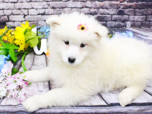 Samoyed DOG Female White 16104 Petland Wichita, Kansas