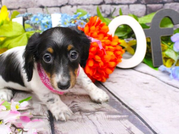 Miniature Dachshund DOG Female Long Haired Black Tri Pied 16102 Petland Wichita, Kansas