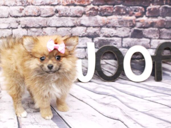 Pomeranian-DOG-Female-Sable-16101-Petland Wichita, Kansas