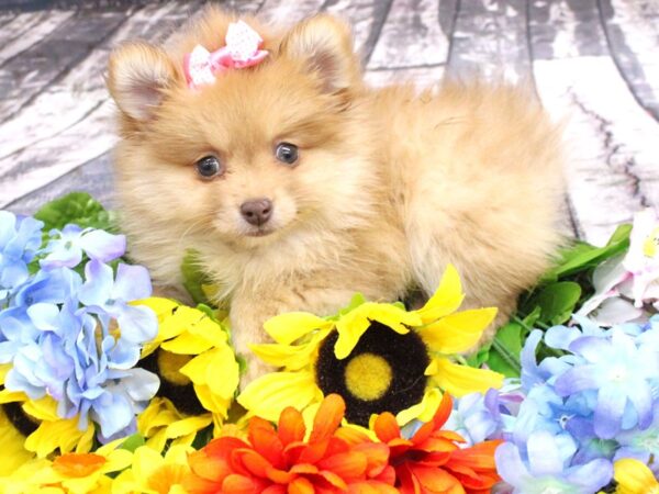 Pomeranian DOG Female Red 16100 Petland Wichita, Kansas