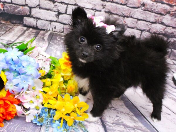 Pomeranian DOG Female Black & White 16099 Petland Wichita, Kansas