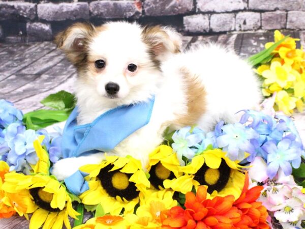 Chipom-DOG-Male-Sable Parti-16097-Petland Wichita, Kansas