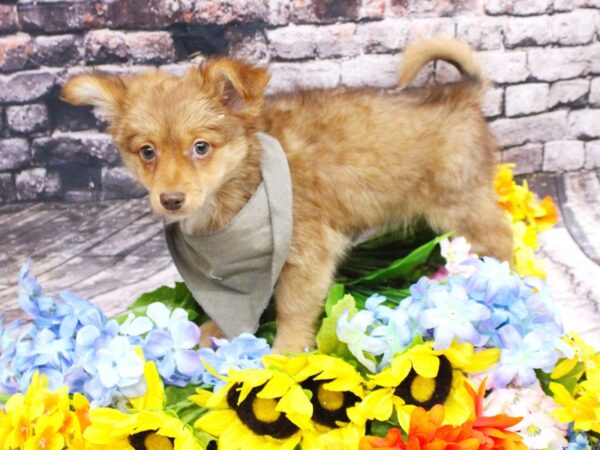 Chipom DOG Male Red Sable 16096 Petland Wichita, Kansas