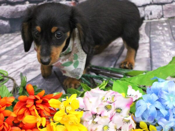 Miniature Dachshund DOG Male Long haired black and Rust 16095 Petland Wichita, Kansas