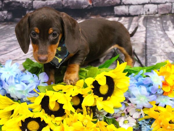 Miniature Dachshund DOG Male Red and Tan Smooth Coat 16094 Petland Wichita, Kansas