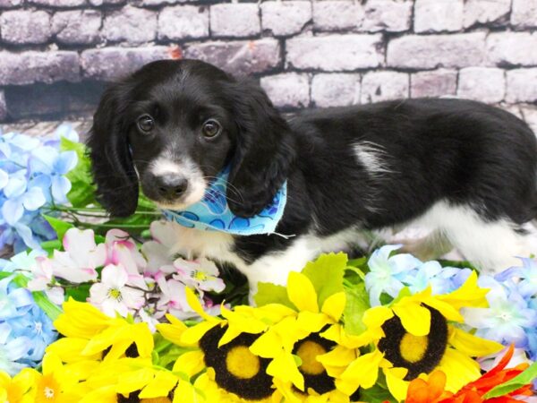 Miniature Dachshund DOG Male Long Haired Black & White Piebald 16093 Petland Wichita, Kansas