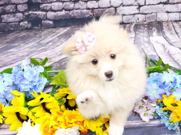 Pomeranian-DOG-Female-Cream-16092-Petland Wichita, Kansas