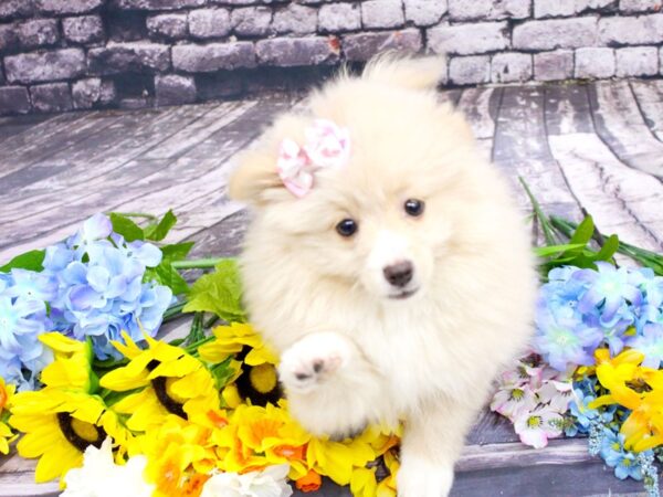 Pomeranian DOG Female Cream 16092 Petland Wichita, Kansas