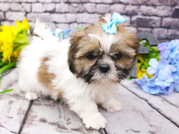 Shih Tzu DOG Male Red Sable Parti 16114 Petland Wichita, Kansas