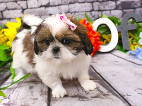 Shih Tzu DOG Female Red Sable Parti 16115 Petland Wichita, Kansas