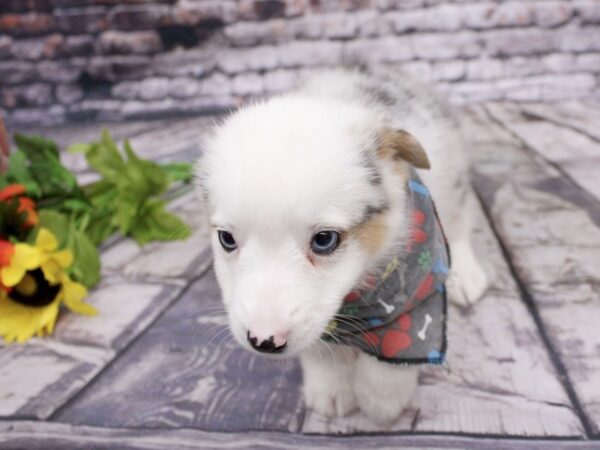 Mini Auggie DOG Male Blue Merle 16137 Petland Wichita, Kansas