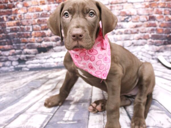 Great Dane DOG Female Chocolate 16136 Petland Wichita, Kansas