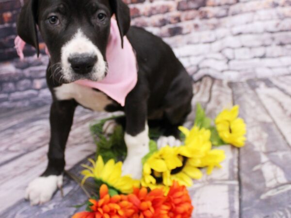 Great Dane DOG Female Black & White 16135 Petland Wichita, Kansas