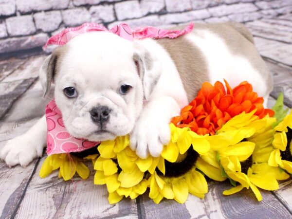 English Bulldog DOG Female Blue Fawn Pibald 16134 Petland Wichita, Kansas