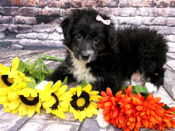 Miniature Aussiedoodle DOG Female Black & White 16131 Petland Wichita, Kansas