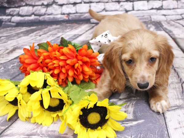 Miniature Dachshund DOG Male Long hair Isabella cream 16127 Petland Wichita, Kansas