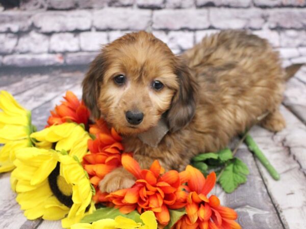 Miniature Dachshund DOG Male Long hair Wild Boar 16126 Petland Wichita, Kansas