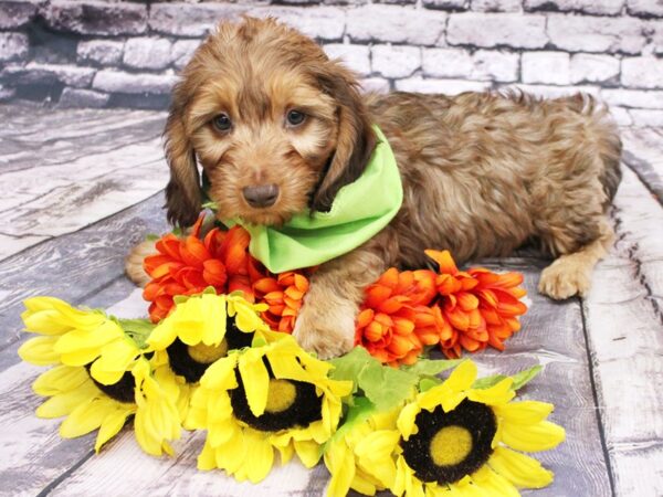 Miniature Dachshund DOG Male Long Hair Wild Boar 16125 Petland Wichita, Kansas