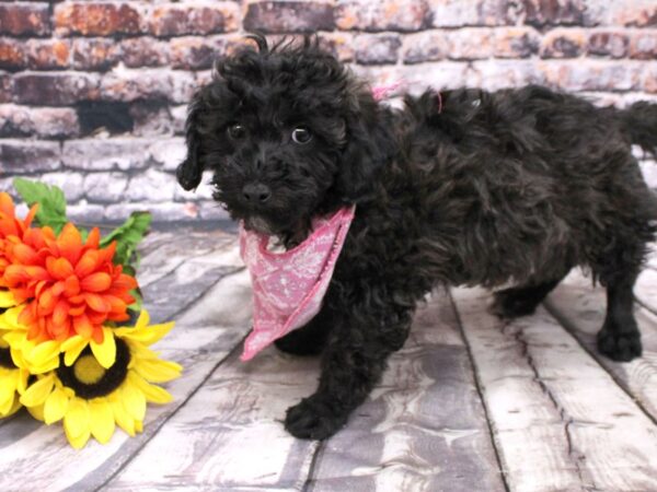 Bichon Poo DOG Female Black - Dark Chocolate 16124 Petland Wichita, Kansas