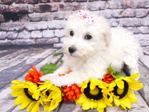 Bichon Poo DOG Female White 16123 Petland Wichita, Kansas