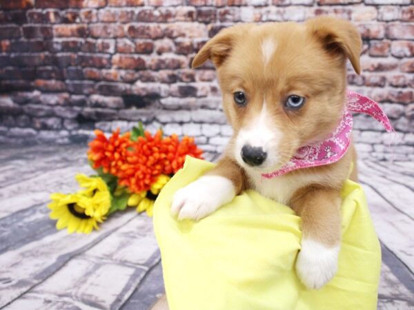 Mini Auggie-DOG-Female-Red & White (one blue eye)-16122-Petland Wichita, Kansas